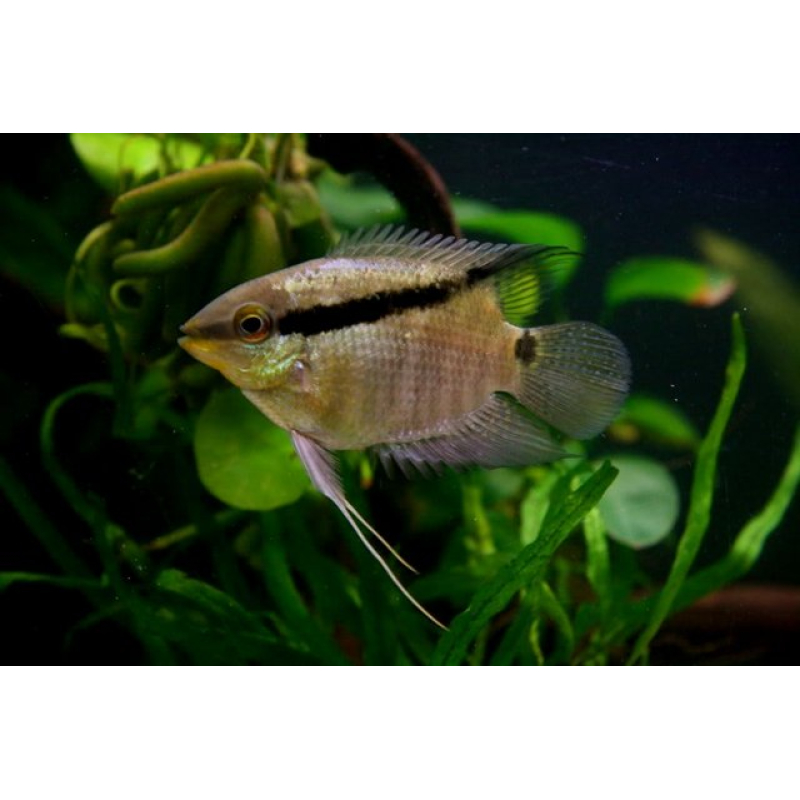 Mesonauta Festivus 4-5cm